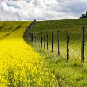 Dầu diesel tái tạo